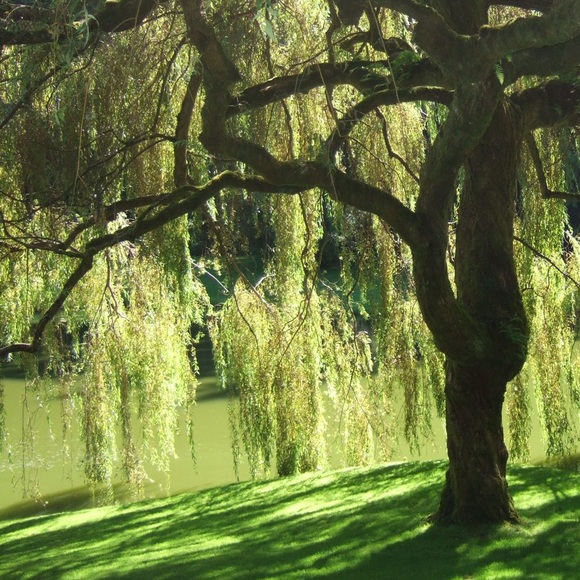 Meet your Posher, Great Willow Clothing! - Picture 1 of 3